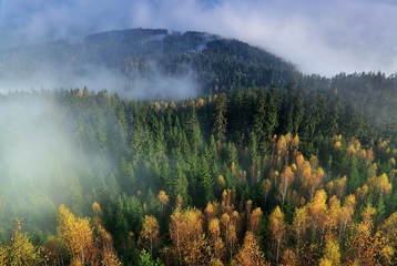 Медведев утвердил новую «лесную стратегию» до 2030 года